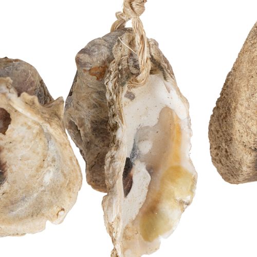 Artikel Treibhölzer und Muscheln Wanddekoration 50 cm Innenbereich