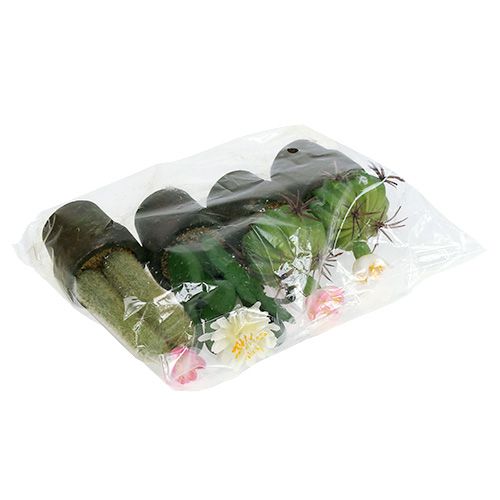 Floristik21 Mini Kaktus mit Blüten H9-12cm 4St