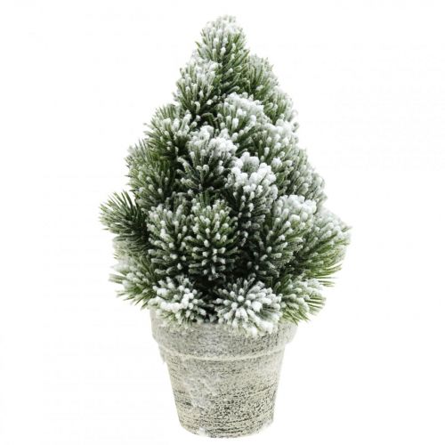 Floristik21 Mini Weihnachtsbaum im Topf Künstlich Beschneit Ø14cm H24cm