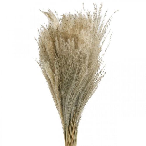 Floristik21 Trockengras Miscanthus 55-75cm Federgras Natur 100St