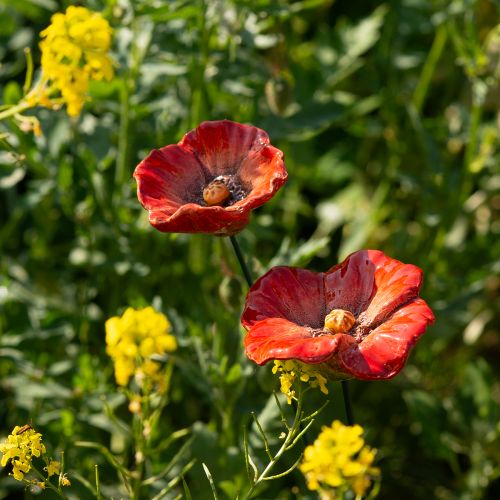 Artikel Dekorative Mohnblumen-Stecker aus Keramik 42 cm Rot 4 Stück