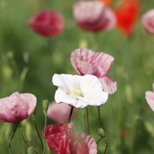 Artikel Keramik-Blumenstecker Mohn – Dekorative Akzente für Garten und Balkon, 42 cm, 4 Stück