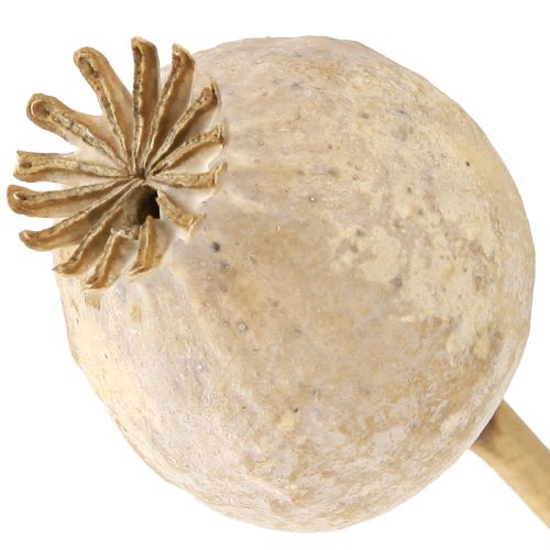 Floristik21 Mohnkapseln getrocknet Natur Trockenblumen 55cm 10 St