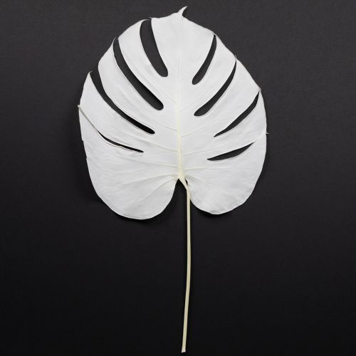 Gebleichte Monstera Blätter 40cm 5er-Set für elegante Dekorationen
