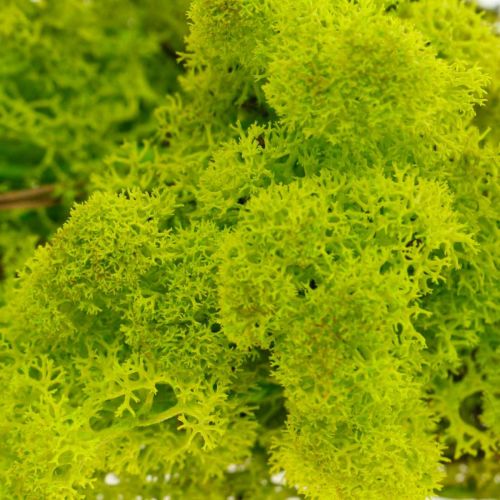 Islandmoos konserviert limettengrün 250 g limette hellgrün leuchtend Moos moss 