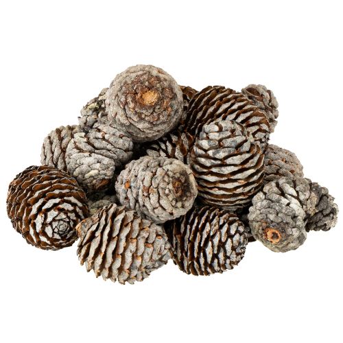 Floristik21 Murii Zapfen Natur 500g
