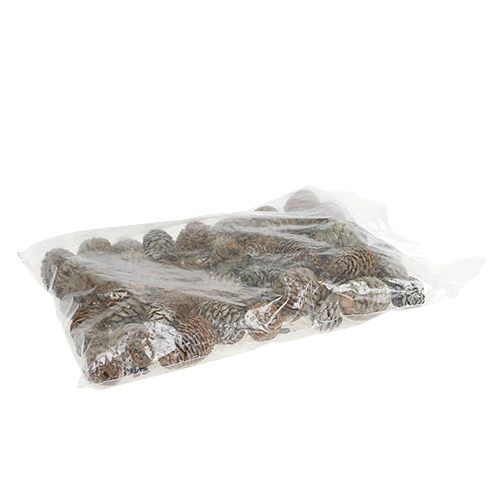 Floristik21 Murii Zapfen Natur 500g