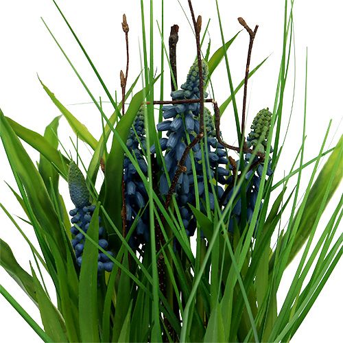 Floristik21 Muscari im Topf Blau H 30cm