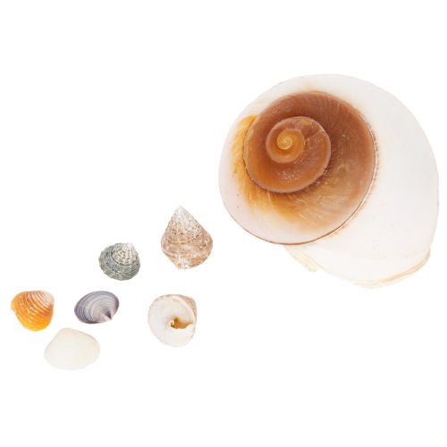 Deko Muscheln Natur 300g – Maritimer Charme für stilvolle Dekorationen