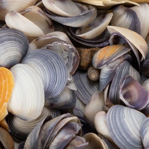 Artikel Deko Muscheln Natur 300g – Maritimer Charme für stilvolle Dekorationen