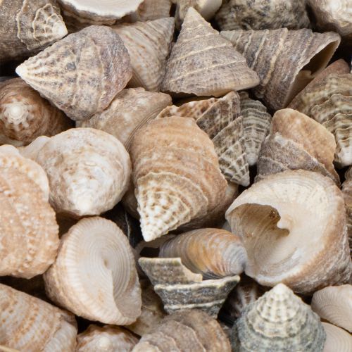 Artikel Deko Muscheln Natur 300g – Maritimer Charme für stilvolle Dekorationen