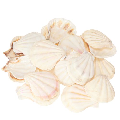 Floristik21 Muscheldeko Jakobsmuscheln Natur 11-13cm 8 St           Muscheln 5-8cm/300g natur