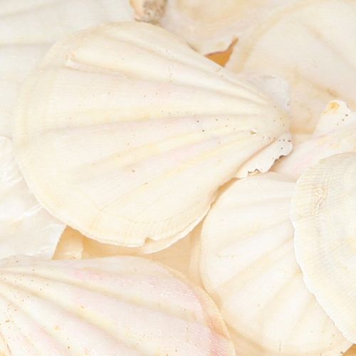 Artikel Muscheldeko Jakobsmuscheln Natur 11-13cm 8 St           Muscheln 5-8cm/300g natur