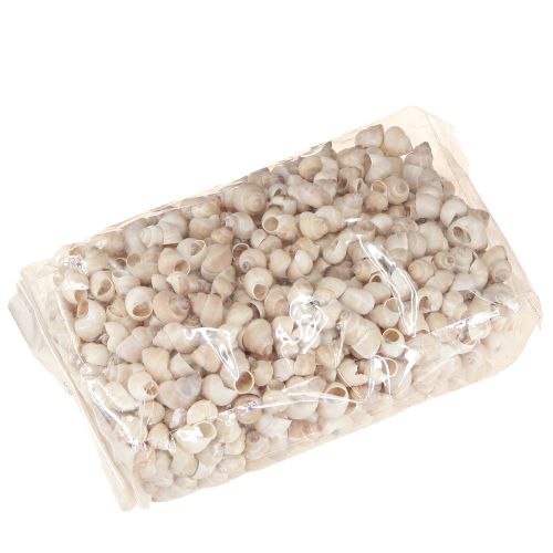 Floristik21 Muschel Umachi 500g