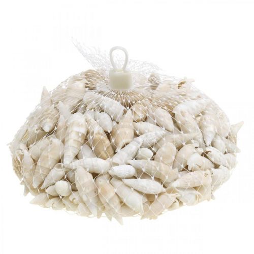 Artikel Deko Schnecken Weiß, Meeresschnecke Naturdeko 2-5cm 1kg