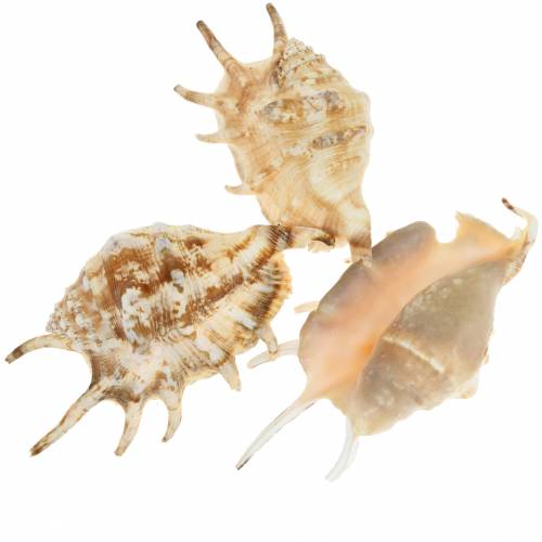 Lambis Meeresschnecke Natur 14cm 10St Lambis Meeresschnecke Natur 14cm 10St