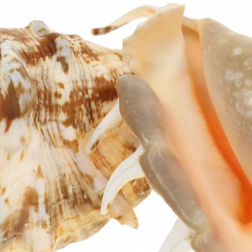 Lambis Meeresschnecke Natur 14cm 10St