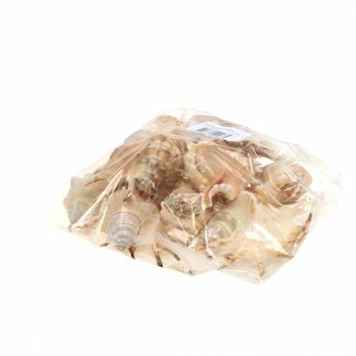 Lambis Meeresschnecke Natur 14cm 10St