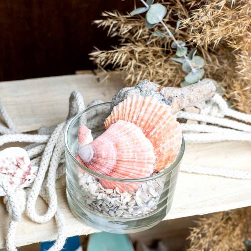 Floristik21 Muschel Mix Natur 3cm – 5cm 250g