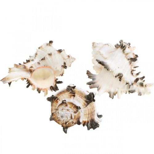Floristik21 Deko Schneckenhäuser gestreift, Seeschnecken Naturdeko 1kg