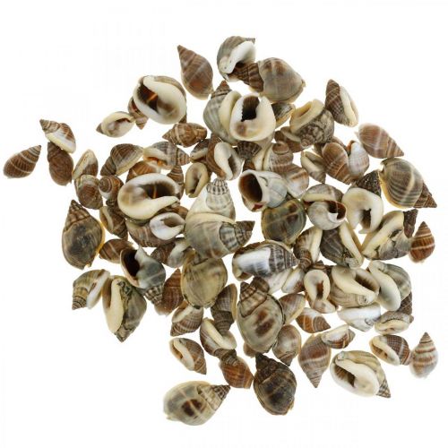Floristik21 Naturdeko, Schneckenhäuser Natur 1–2cm, Muscheldeko 1kg