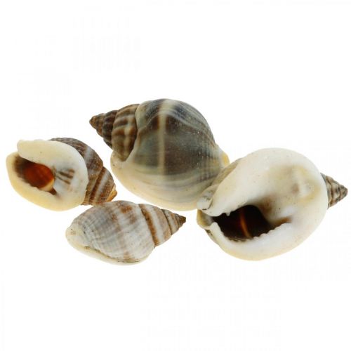 Floristik21 Naturdeko, Schneckenhäuser Natur 1–2cm, Muscheldeko 1kg