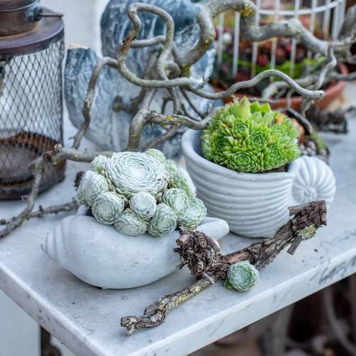 Floristik21 Muschel Pflanztopf, Pflanzschale Schneckenhaus, Maritime Betondeko L17cm H7,5cm 3St