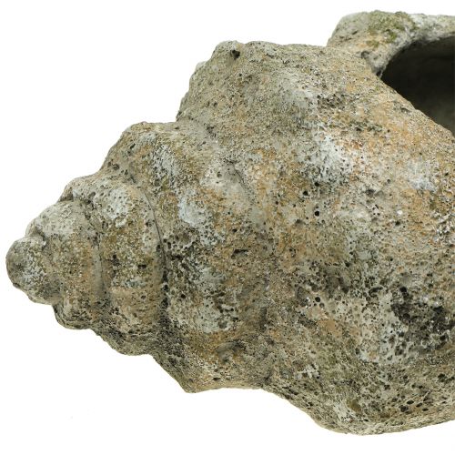 Floristik21 Muschel zum Bepflanzen L40cm
