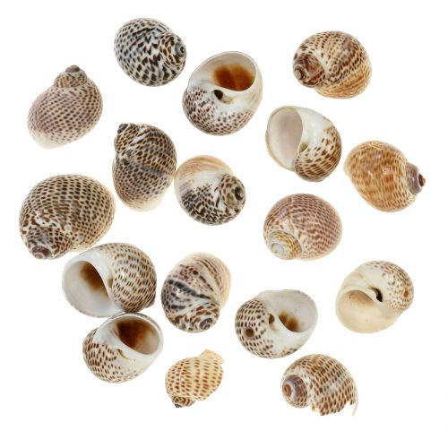 Floristik21 Schneckenmuscheln Natur 500g