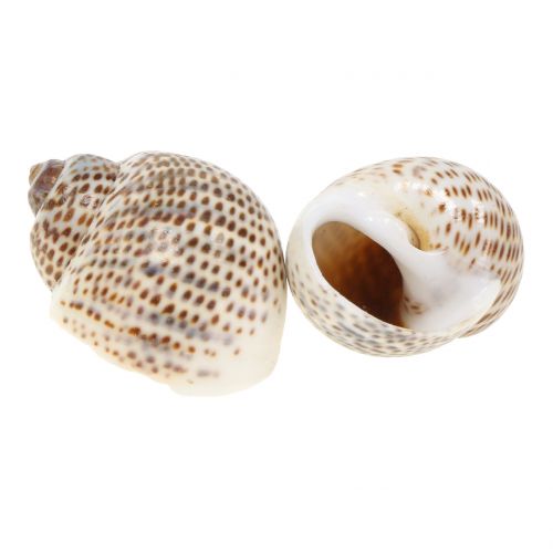 Floristik21 Schneckenmuscheln Natur 500g