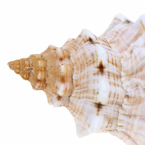 Muschelmix Natur Sortiert 5St