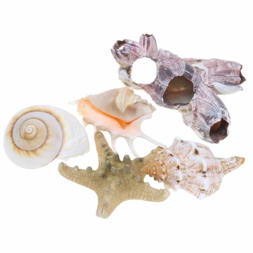 Muschelmix Natur Sortiert 5St Muschelmix Natur Sortiert 5St