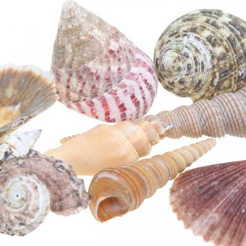 Floristik21 Muschelmix, Muscheln und Schneckenhäuser, Sommerdeko H3–5cm/L2,5–9cm 950g