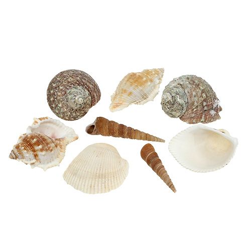 Muschelmix für Maritim-Dekoration Natur 400g Muschelmix für Maritim-Dekoration Natur 400g