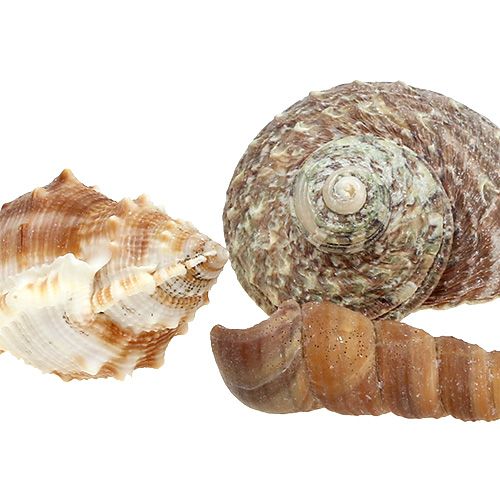 Muschelmix für Maritim-Dekoration Natur 400g