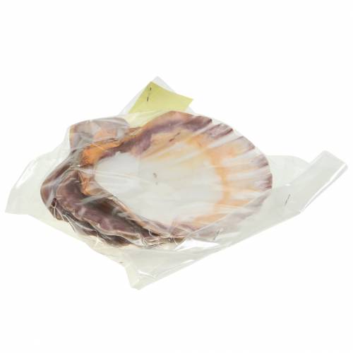 Muscheldeko Jakobsmuscheln Poliert 12-13cm 4St