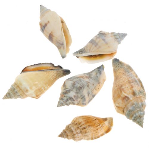 Muschel Mix Natur 3cm – 5cm 200g Muschel Mix Natur 3cm – 5cm 200g
