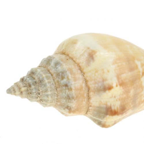 Muschel Mix Natur 3cm – 5cm 200g