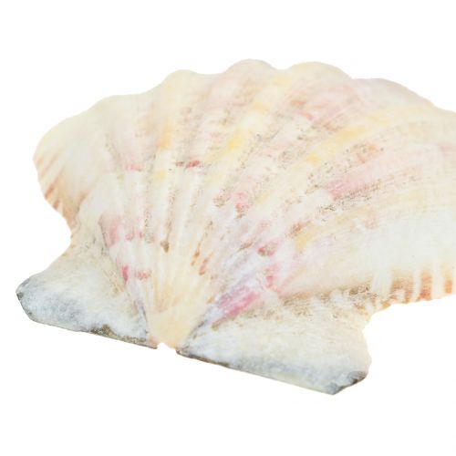 Floristik21 Muschel Mix Natur 3cm – 5cm 250g