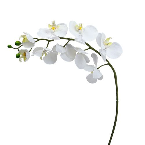 Floristik21 Nachtfalterorchidee 75cm Weiß