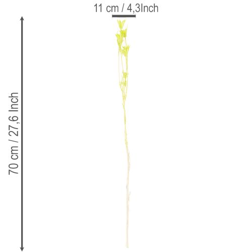 Artikel Trockenblumen Nigella Naturmaterial Deko-Stängel 70cm Innenbereich