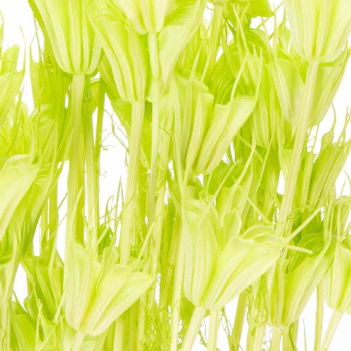 Artikel Trockenblumen Nigella Naturmaterial Deko-Stängel 70cm Innenbereich