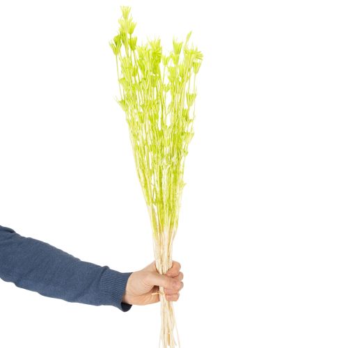 Artikel Trockenblumen Nigella Naturmaterial Deko-Stängel 70cm Innenbereich