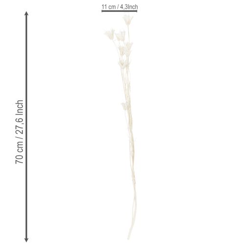 Artikel Getrocknete Nigella-Blumen Bündel 70cm für Innenraumdekoration