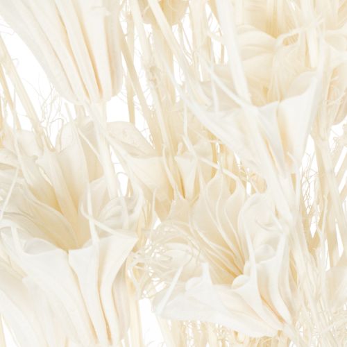 Artikel Getrocknete Nigella-Blumen Bündel 70cm für Innenraumdekoration