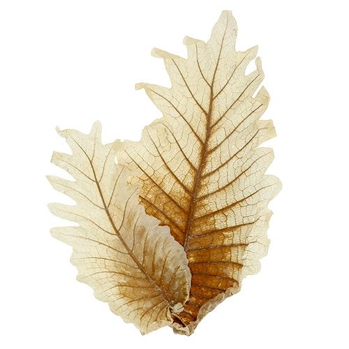 Floristik21 Oak Leaf gebleicht 35 St