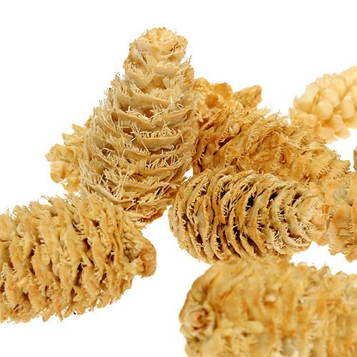 Omorika Zapfen geraspelt gebleicht 600g