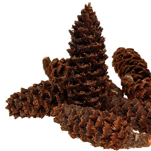 Omorika Zapfen geraspelt natur 900g