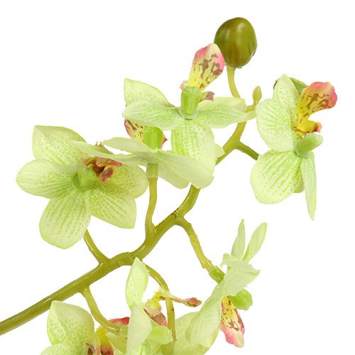 Floristik21 Orchidee 97cm Hellgrün