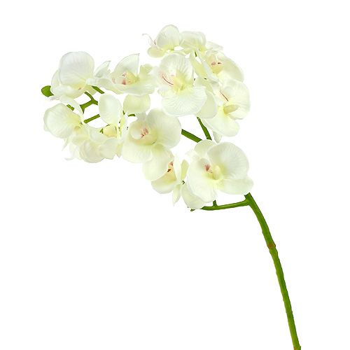 Floristik21 Orchidee Creme-Weiß L57cm 6St